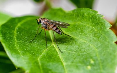 L’arrivo delle Zanzare: come proteggersi in modo naturale?
